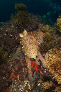 Common Octopus (Octopus vulgaris) camouflaged between algae on the seabed. Dive site Cap de Creus