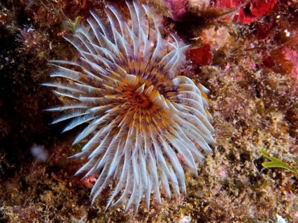 Light-coloured, fan-shaped marine animal, fan tube worm (Bispira volutacornis), on rocks. Dive site