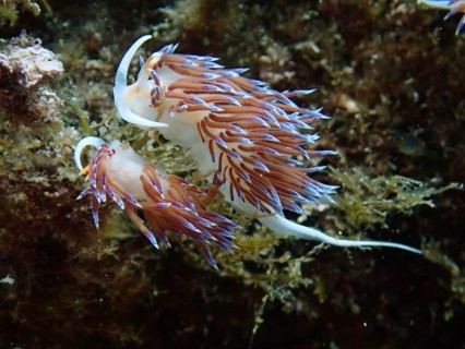 Two colourful migratory thread snails (Cratena peregrina) in the ocean, finely structured with long