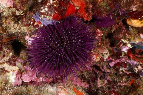 A Sphaerechinus granularis (Sphaerechinus granularis) embedded in a lively, colourful reef, dive