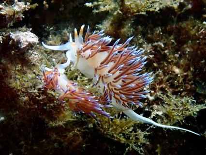 Two vividly coloured wandering thread snails (Cratena peregrina) in the underwater world with