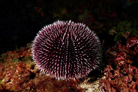 A round Sphaerechinus granularis (Sphaerechinus granularis) rests on a rocky, dark seabed. Dive