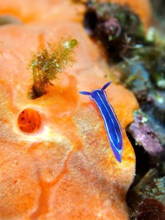 Small blue star snail (Felimare tricolor) on a luminous sea sponge. Dive site Marine reserve Cap de