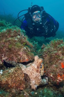 A diver observes a Common Octopus (Octopus vulgaris) hiding on the seabed among algae. Dive site
