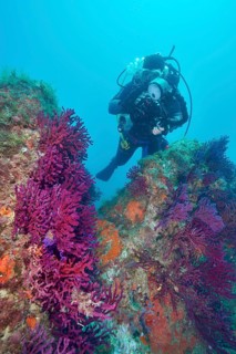 Diver exploring Violescent sea-whip (Paramuricea clavata) in a trench. Dive site Marine reserve Cap