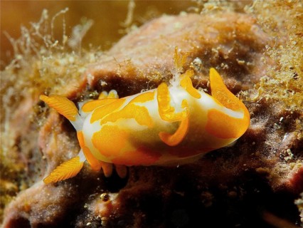 Colourful sea snail, the Griffelschnecke (Trapania maculata), close-up on rocks. Dive site Marine