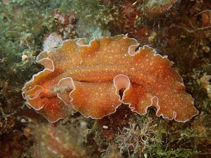 Orange spotted whirlpool worm, golden flatworm (Yungia aurantiaca), close-up. Dive site Cap de