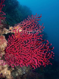 Extensive red Violescent sea-whip (Paramuricea clavata) in deep blue water. Dive site Marine