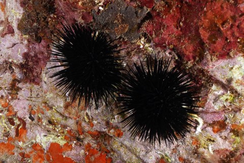 Two specimens of Arbacia lixula (Arbacia lixula) on a colourful, rocky seabed. Dive site Marine