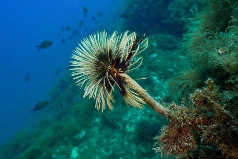Screwfish (Sabella spallanzanii) rises gracefully from the rocky seascape. Dive site Cap de Creus