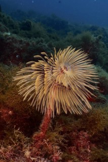 A cream-coloured screwfish (Sabella spallanzanii) in the soft flow of the current. Dive site Marine