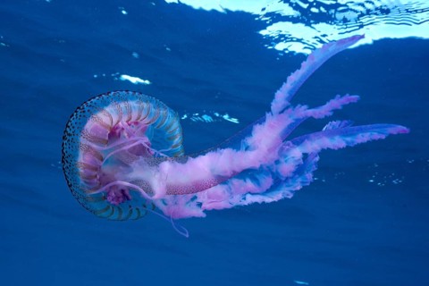 A purple jellyfish (Pelagia noctiluca) floats elegantly in the blue ocean water. Dive site Marine