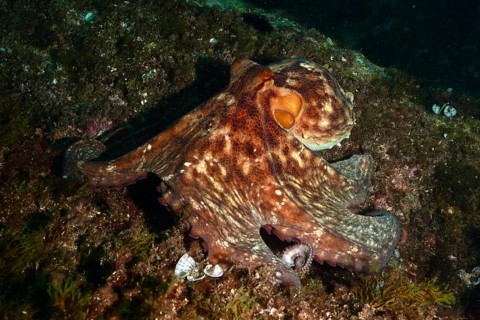 An octopus with a distinctive pattern, Common Octopus vulgaris, spreads out across the seabed in