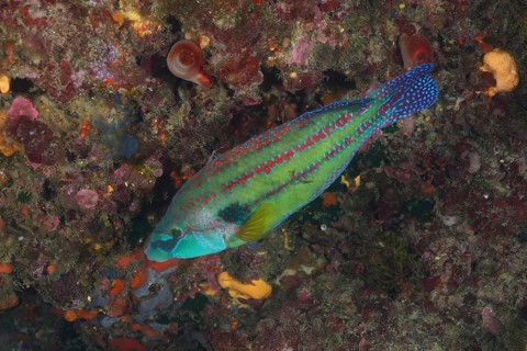Colourful speckled peacock wrasse (Symphodus tinca) among marine plants. Dive site Cap de Creus