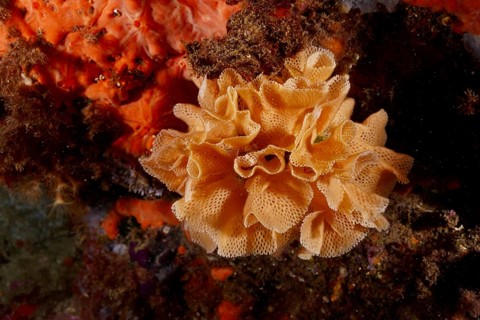 Neptune veil (Reteporella grimaldii) (Reteporella septentrionalis) in bright orange colour. Dive