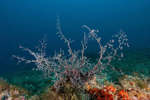 Fan-shaped Mediterranean gorgonian head (Astrospartus mediterraneus) unfolds in the clear ocean