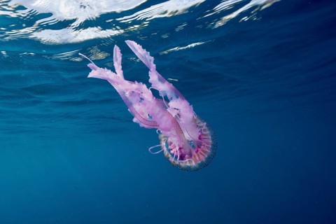 Luminous jellyfish (Pelagia noctiluca) in pale pink in the deep blue sea. Dive site Marine reserve