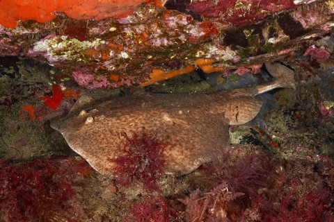 A marble trembling ray (Torpedo marmorata) lies well camouflaged between the rocky seabed. Dive