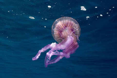 Transparent purple jellyfish (Pelagia noctiluca), close to the surface. Dive site Marine reserve
