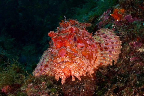 Portrait of red scorpionfish (Scorpaena scrofa), sea sow, in deep water. Dive site Marine reserve