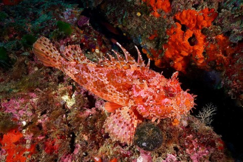 Detailed red scorpionfish (Scorpaena scrofa), sea sow, in a colourful reef, dive site Cap de Creus