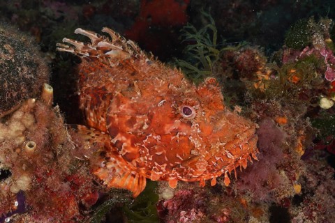 Camouflaged red scorpionfish (Scorpaena scrofa), sea sow, between algae and rocks. Dive site Cap de
