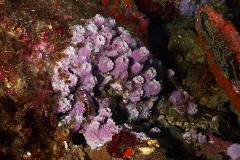 Purple coarse sponge (Dysidea avara) in a colourful underwater landscape. Dive site Marine reserve