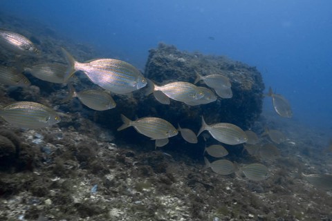 Shoal of goldfish (Sarpa salpa) swimming past rocks in clear water. Dive site Marine reserve Cap de