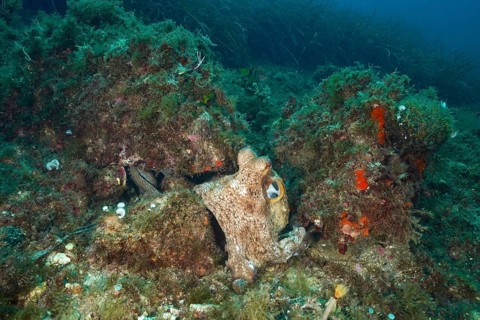 A well-camouflaged Common Octopus (Octopus vulgaris) sits between algae-covered stones on the