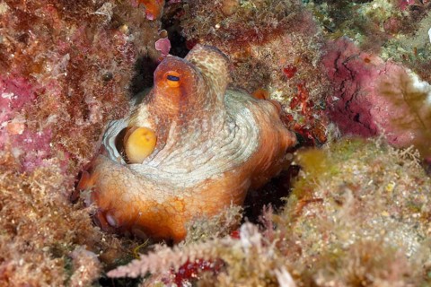 A juvenile Common Octopus (Octopus vulgaris) sits hidden in a colourful underwater landscape. Dive