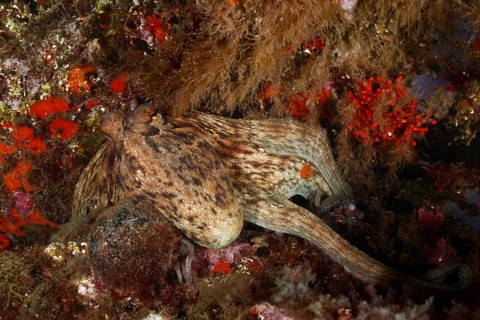 Common Octopus (Octopus vulgaris) in camouflage on a colourful, rocky substrate. Dive site Marine
