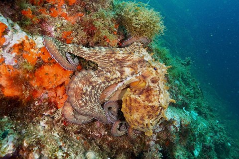 A Common Octopus (Octopus vulgaris) hides on the colourful seabed between sea sponges and algae.