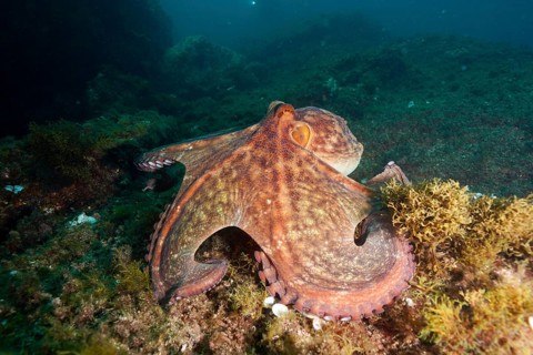 A Common Octopus (Octopus vulgaris) spreads out over the algae-covered seabed in deep water. Dive