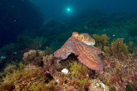 A Common Octopus (Octopus vulgaris) moves across the algae bed of the ocean. Dive site Marine