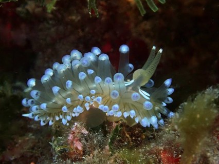 Marine nudibranch with distinctive blue tentacles, Striped Thick-billed ribbon Slug (Janolus