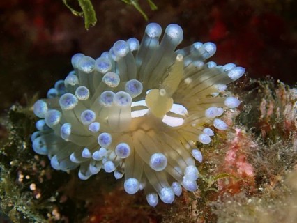 Small marine nudibranch with bright blue tips, Striped Thick-billed Slug (Janolus cristatus), Dive