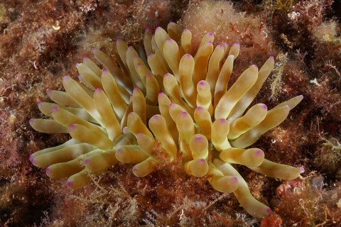 Yellow rock rose (Cribrinopsis crassa) with purple tips on the seabed. Dive site Cap de Creus