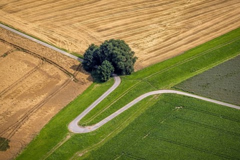 Aerial view, trees on a winding path, Rheinaue Mündelheim, Mündelheim, Duisburg, Ruhr area, North