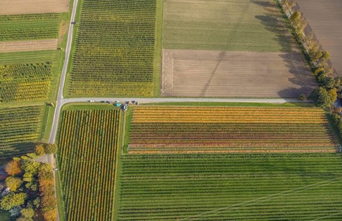 Aerial view, agricultural plantation cultivation Auf der Höhe in the district Kirchhellen-Nord-Ost