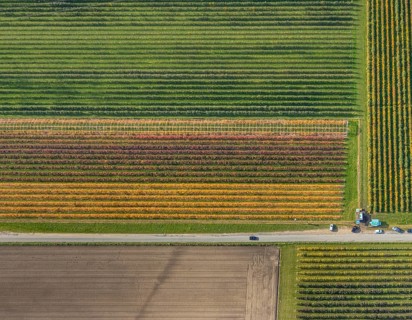 Aerial view, agricultural plantation cultivation Auf der Höhe in the district Kirchhellen-Nord-Ost