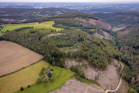 Aerial view, forest area with forest damage at the district Waldbauer Zurstraße in Breckerfeld,
