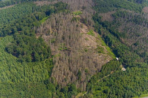 Aerial photo, forest area with forest damage in Hüsten, Arnsberg, Sauerland, North