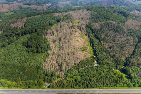 Aerial photo, forest area with forest damage in Hüsten, Arnsberg, Sauerland, North