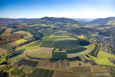 Aerial view, meadows and fields with Christmas tree cultivation at the district Heringhausen in