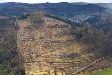 Aerial photo, forest damage in the Holzhausen forest area, Bad Laasphe, Siegerland, North