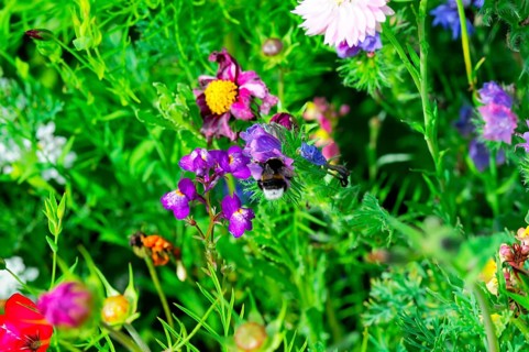 Bees fly over a sea of colourful wildflowers and collect nectar on a sunny summer's day, Colourful