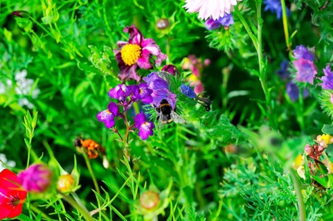 Vibrant wildflowers with bees collecting nectar in a dense, colourful sea of flowers, Colourful