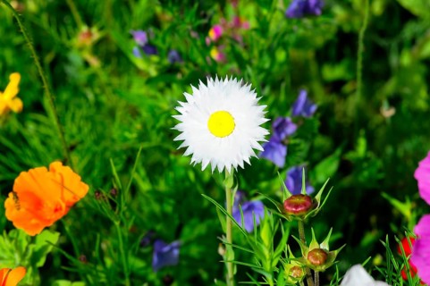 White daisy against a colourful background in the garden, Colourful flower meadow, Schwäbisch