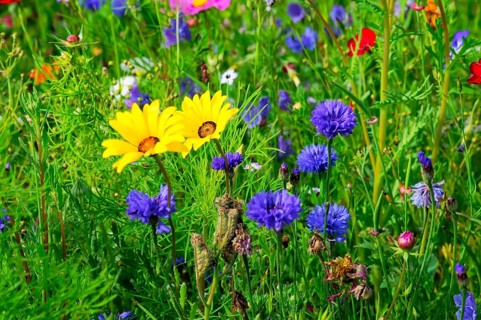 Yellow and purple flowers on a lively, colourful meadow, Bunte Blumenwiese, Schwäbisch Gmünd,
