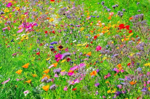 Colourful wildflowers cover a meadow on a sunny day, Colourful flower meadow, Schwäbisch Gmünd,